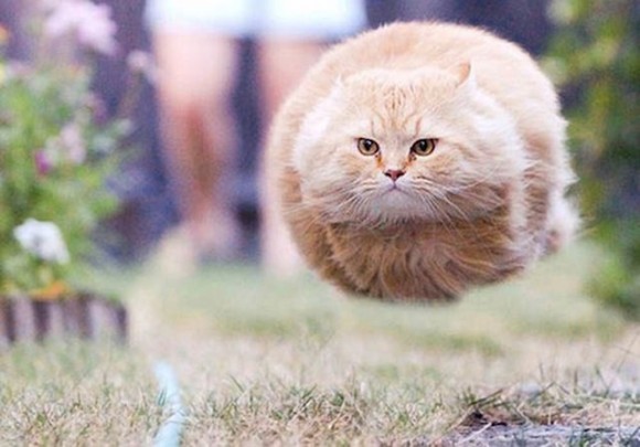 fat cat running